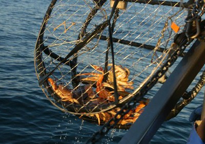 סרטנים במלכודת (צילום: daveparker01)