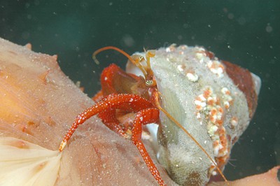 סרטן נזיר בקונכייה על גבי מלפפון ים, מונטריי, קליפורניה (צילום: Clark Anderson/Aquaimages)