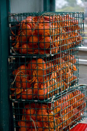 כלובים עמוסי לובסטרים, מיין, ארה ב (צילום: hubertk)