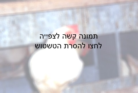 הקיטום נעשה באמצעות להב מלובן ובשיטת הסרט הנע, דבר הגורם ל פספוסים רבים, שמשמעותם היא נכות לכל החיים 