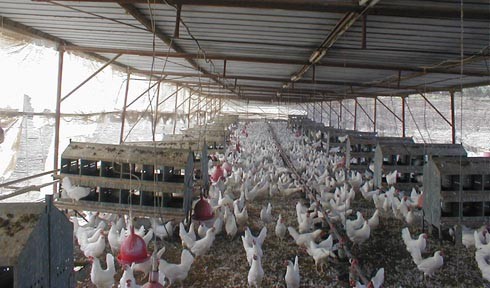 בשל החום הרב ששרר בחוץ העדיפו רוב התרנגולות להישאר בלול המקורה