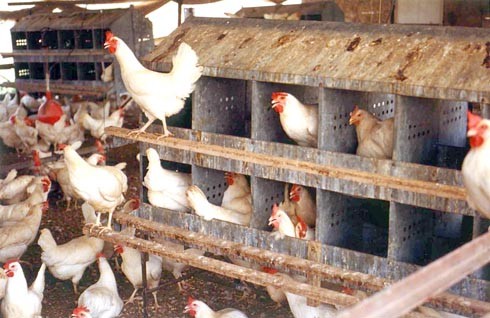 תרנגולות בתאי הטלה