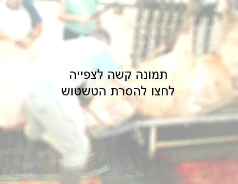 שחיטת העגל.