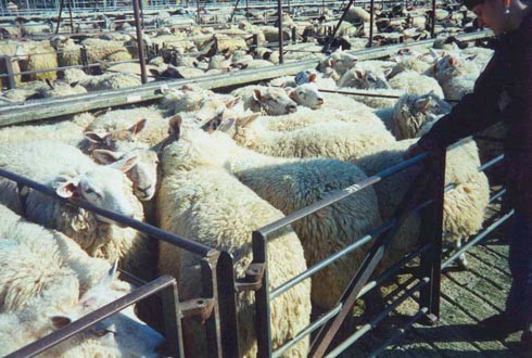 כבשים בצפיפות גדולה, כזו שלא מאפשרת להן אף ללכת.