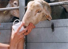 הכבשים עומדים שעות בשמש ללא מים.