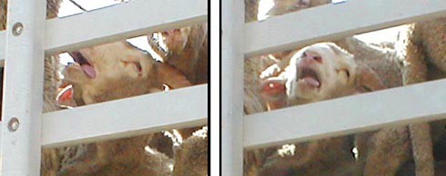 אפילו אם את לא מבינה כלום בבעלי-חיים, את מייד קולטת שהם במצוקה