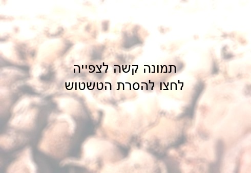 ערימה של גוויות כבשים, שלא הצליחו לשרוד את המסע הארוך.