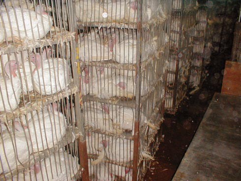 תרנגולות מחכות לשחיטה בתוך כלובים. הצפיפות בקושי מאפשרת להן לזוז.