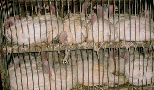 אם אין מקום במשחטה, עלולים התרנגולות לחכות גם שעות ואף ימים.