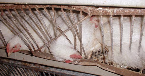 מנסים להימלט דרך הפרצות