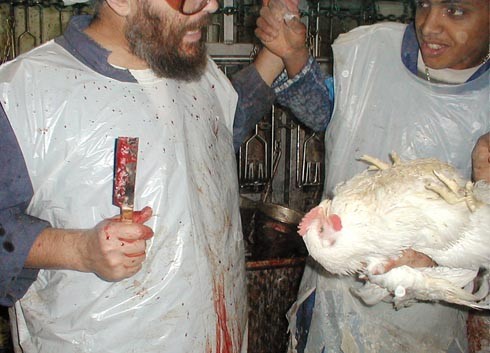 אחד העובדים מגיש לשוחט את אחד התרנגולים.