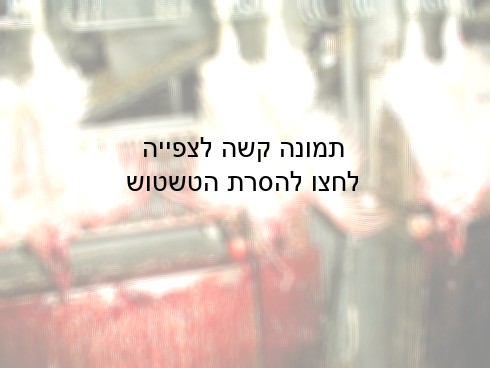 גם לאחר החתך בגרון, התרנגולים מנופפים בכנפיהם ומנסים להשתחרר מהלפיתה המתכתית בקרסול, וכואבים את הקזת...
