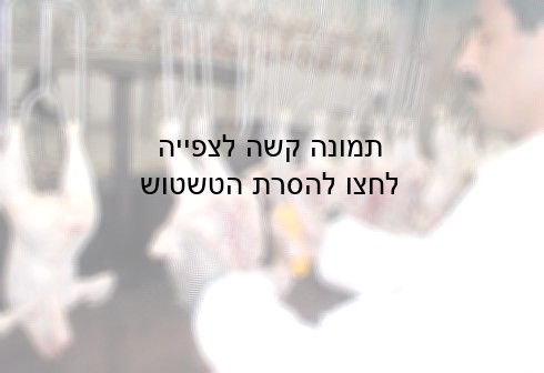 תרגולים מן הצד השני של מכונת מריטת הנוצות. כאן כבר אין הם מסוגלים להתנועע.