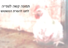 באטלר: שמעתי את ריצ'רד פרזייר אומר: 'אני מעדיף לחנוק כמה מאות ציפורים ארורות, מאשר לאבד זמן עם מצבטים...
