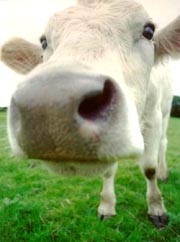 גם החקלאות המסורתית, שבה היה קשר הדוק יותר בין החקלאים ובעלי החיים, לא מנעה ניצול קיצוני של החיות כאשר...