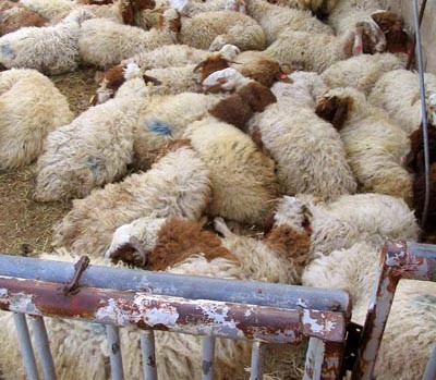 החיה כפרט יחיד לא זכתה עוד בטיפול אינדיבידואלי כבעבר