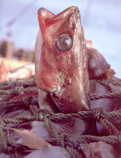 דג לכוד ברשת מים. לאחר העלייה מעל פני המים הדגים עוברים תפיחת גוף שמלווה בכאב רב, דימום מהזימים, חלקם...