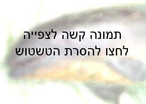 דולפים שהסתבך ברשת דיג של דגי טונה. גם אם יוחזר למים הוא יסבול מדימומים וכאבים עזים וימות תוך מספר ימים.