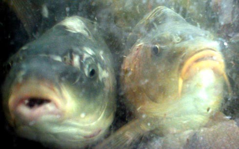 המערכת החיסונית מוחלשת