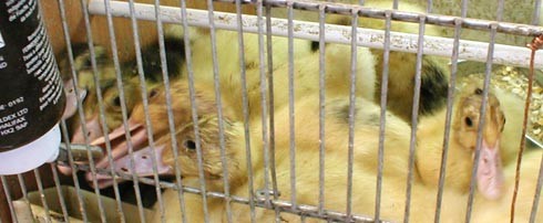 ברווזונים דחוסים בכלוב קטן מאוד, בו הם עולים זה על זה ותוקפים אחד את השני.