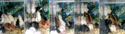 העכברים מנסים להשתחרר, כמיטב כוחותיהם הדלים