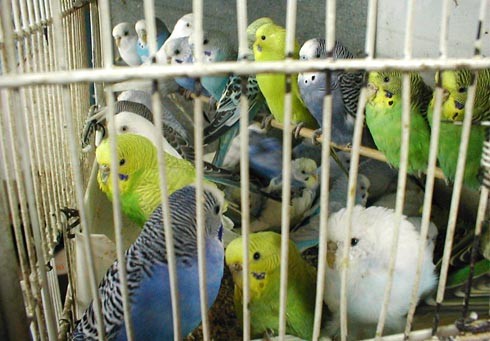 תוכונים כלואים בצפיפות אדירה.