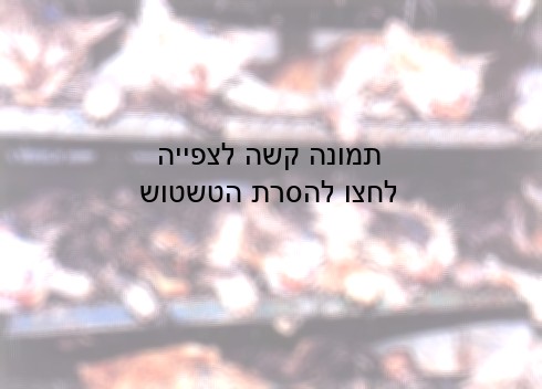 ריטואל יומיומי של הקרבה, פולחן-מוות הסמוי מן העין