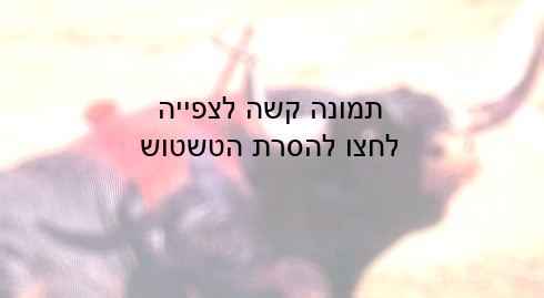 את הכידונים הם מסובבים בתוך בשרו, כדי להבטיח שיאבד דם רב