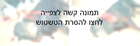 לעתים גוררים את הפר אל מחוץ לזירה כשהוא עדיין בהכרה