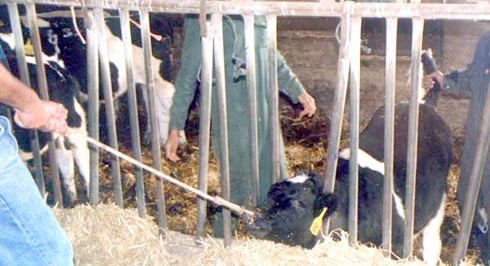 אם היא מתנגדת, בועטים בגופה ובראשה ולעתים משתמשים במקלות ובשוקר חשמלי