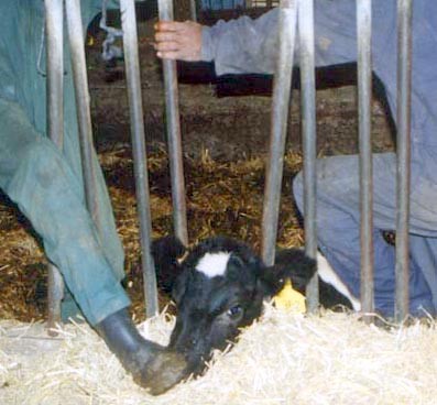 כל פעולה מכאיבה בגופן של חיות אינה אפשרית ללא מאבק אלים