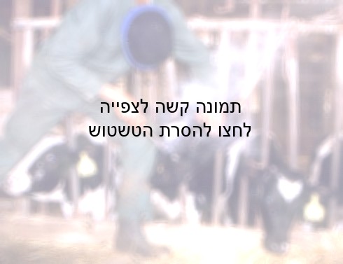 חוסר הידיעה של משרד החקלאות לגבי התהליך האכזרי של גדיעת הקרניים ללא הרדמה, מצביע על כשל חמור במערך...