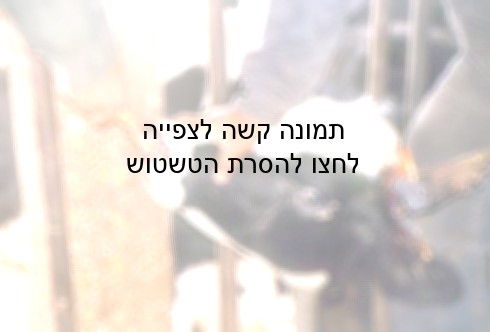 בעת גדיעת הקרניים, גופן של העגלות מעוות מכאב, נחיריהם נקרעים ולהבות אש פורצות מראשן.