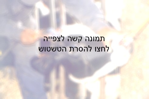 גדיעת קרניים