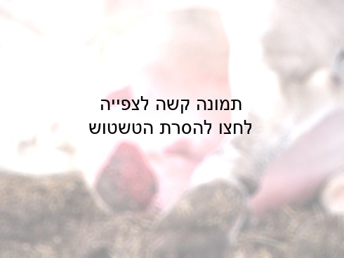 עטינים נפוחים ופצועים. חצרים, נובמבר 2007