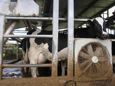 מערכת האוורור מכניסה אוויר לרפת ומוציאה ממנה לסביבה גזי חממה. צולם בשפיים, 14.12.2007.