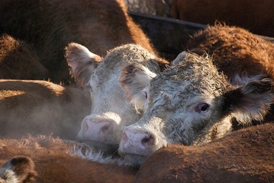 ה-CO2 שפולטות החיות בתעשיות החקלאיות בנשימתן לא נלקח בחשבון בדו ח האו ם, אף על-פי שמדובר בגזי חממה בכמות...
