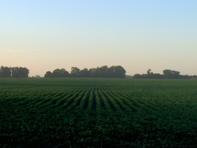 שדה סויה בארגנטינה: דו ח האו ם אינו לוקח בחשבון כריתת יערות בארגנטינה. (צילום: Alfonso)