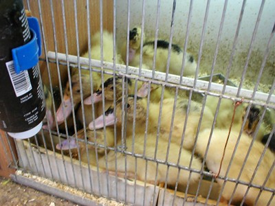 פרקטיקה בלתי חוקית ונפוצה: החזקת ברווזים ללא גישה למים 