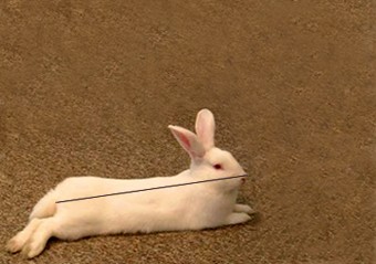 המחשה לחישוב השטח המזערי שמותר להחזיק בו חיה או שתיים: מודדים את אורך החיה ללא זנבה, כשהיא מתוחה באופן...