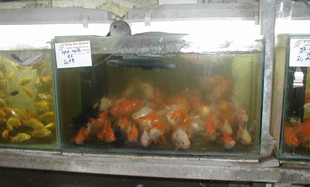 גם ללא מדידות, אין ספק שהאקווריום שבתמונה אינו עומד בדרישות הגודל שבתקנות. אורכו צריך להיות פעם וחצי...