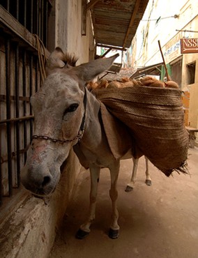 במקרה שבו אפשר להעריך את משקל המשא של עגלות וכרכרות, אסור להעמיס על חמורים יותר מחצי טון. אין הגבלת משקל...