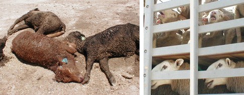 עדויות מצולמות לייסורים ולמוות שגורמים מכ. מימין: תמונות עוקבות המתעדות את התמוטטותו של כבש מיובש בקומת...