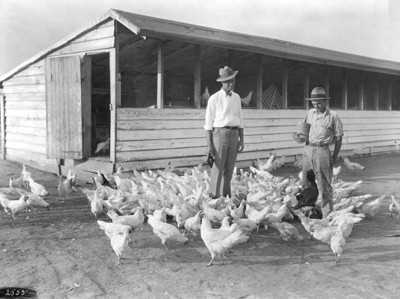 זמן קצר לפני השתלטות כלובי הסוללה: חקלאים באלבמה בלול פתוח. (צילום: Green, E. H., Auburn University Libraries)