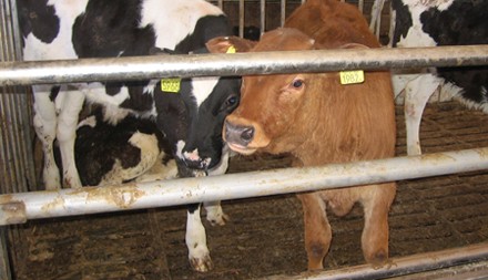  עגלי חלב (מכ) על רצפת טפחות: ההפרשות נופלות בין הרווחים למפלס תחתון, אך הטפחות מטונפות וחלקלקות. צולם...