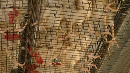 מבט מלמטה על רצפת רשת: ההפרשות נופלות לקרקע אך ללא מתקן פינוי, והלשלשת מצטברת בערמות ענק תחת הכלובים....