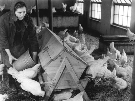 מתקן האכלה בלול מסחרי פשוט במזרח גרמניה, 1966, עם 500 תרנגולות ו-1,000 אפרוחים. מכל העץ שבמרכז הוא כנראה מנגנון...