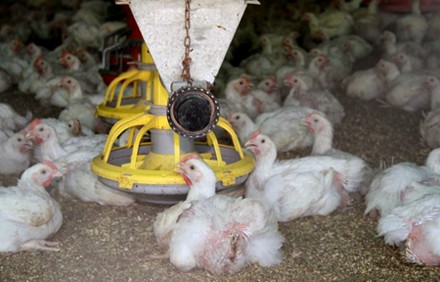 תרנגולים כיום: מתקני ההאכלה מבוססים על יעילות כלכלית בלבד; הפעלת העופות בהשגת המזון אינה באה בחשבון גם...