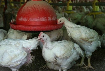 תרנגול שותה משוקת דמוית-פעמון בלול תעשייתי. (צולם בניר משה, 24.8.2009)