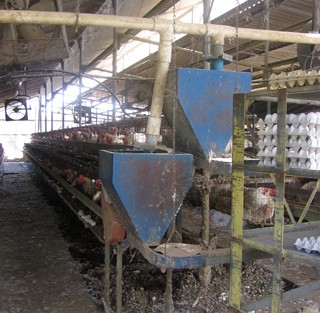 לול ביצים מיושן מאוד במונחי התעשייה כיום – אך אפילו לול כזה מרושת בצינורות כחלק ממערכת אוטומטית כוללת...